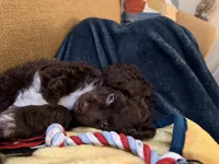 Rosie, a female Cockapoo for sale in Sun Prairie, WI – Photo 4 of 8