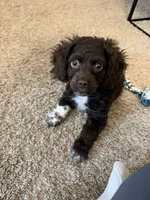 Rosie, a female Cockapoo for sale in Sun Prairie, WI – Photo 2 of 8