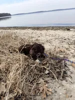 Rosie, a female Cockapoo for sale in Sun Prairie, WI – Photo 8 of 8