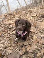 Rosie, a female Cockapoo for sale in Sun Prairie, WI – Photo 3 of 8