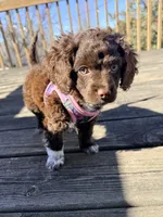 Rosie, a female Cockapoo for sale in Sun Prairie, WI – Photo 5 of 8