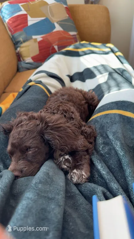 Rosie – Cockapoo puppy for sale in Sun Prairie, WI