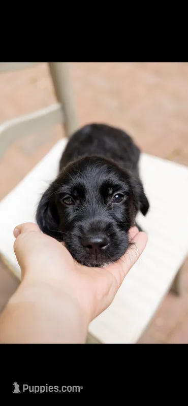 Kiara – Golden Retriever, Miniature Goldendoodle puppy for sale in Suwanee, GA