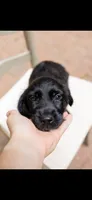 Kiara, a male Golden Retriever and Miniature Goldendoodle for sale in Suwanee, GA – 1 of 6