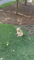 Gigi, a male Miniature Goldendoodle for sale in Suwanee, GA – 5 of 6