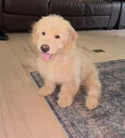 Milo, a male Miniature Goldendoodle for sale in Suwanee, GA – 1 of 7