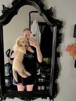 Milo, a male Miniature Goldendoodle for sale in Suwanee, GA – 3 of 7