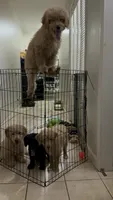 Gigi, a male Miniature Goldendoodle for sale in Suwanee, GA – 2 of 6