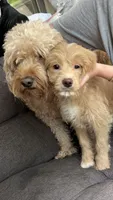 Gigi, a male Miniature Goldendoodle for sale in Suwanee, GA – 3 of 6