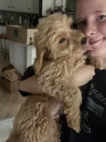 Teddy, a male Miniature Goldendoodle for sale in Suwanee, GA – 5 of 8