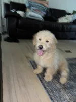 Milo, a male Miniature Goldendoodle for sale in Suwanee, GA – 4 of 7