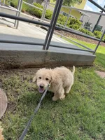 Milo, a male Miniature Goldendoodle for sale in Suwanee, GA – 7 of 7
