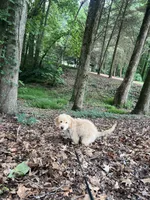 Milo, a male Miniature Goldendoodle for sale in Suwanee, GA – 6 of 7