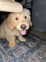 Milo, a male Miniature Goldendoodle for sale in Suwanee, GA – 5 of 7
