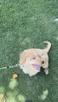 Teddy, a male Miniature Goldendoodle for sale in Suwanee, GA – 8 of 8