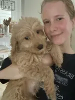 Teddy, a male Miniature Goldendoodle for sale in Suwanee, GA – 2 of 8