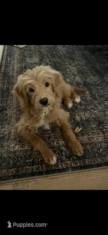 Gigi – Miniature Goldendoodle puppy for sale in Suwanee, GA