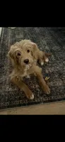 Gigi, a male Miniature Goldendoodle for sale in Suwanee, GA – 1 of 6