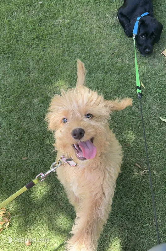 Teddy – Miniature Goldendoodle puppy for sale in Suwanee, GA