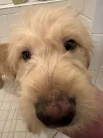 Milo, a male Miniature Goldendoodle for sale in Suwanee, GA – 2 of 7