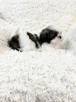 AKC Boston, a male Shih Tzu for sale in Greenville, SC – Photo 8 of 10