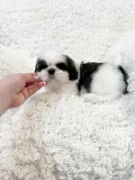 AKC Boston, a male Shih Tzu for sale in Greenville, SC – Photo 9 of 10