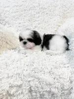 AKC Boston, a male Shih Tzu for sale in Greenville, SC – Photo 10 of 10