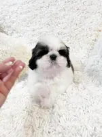 AKC Boston, a male Shih Tzu for sale in Greenville, SC – Photo 2 of 10