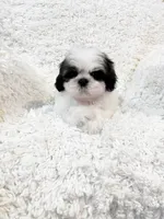 AKC Boston, a male Shih Tzu for sale in Greenville, SC – Photo 6 of 10