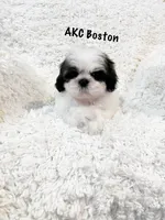 AKC Boston, a male Shih Tzu for sale in Greenville, SC – Photo 7 of 10