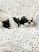 AKC Boston, a male Shih Tzu for sale in Greenville, SC – Photo 3 of 10