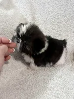 AKC Tiny Tiny Tim, a male Shih Tzu for sale in Greenville, SC – 3 of 5