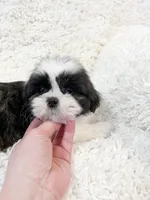 AKC Bella, a female Shih Tzu for sale in Greenville, SC – Photo 5 of 9