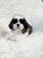 AKC Bella, a female Shih Tzu for sale in Greenville, SC – Photo 2 of 9