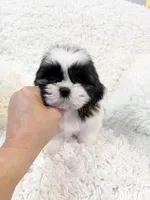 AKC Bella, a female Shih Tzu for sale in Greenville, SC – Photo 6 of 9