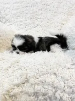 AKC Bella, a female Shih Tzu for sale in Greenville, SC – Photo 9 of 9