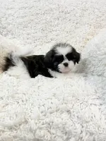 AKC Bella, a female Shih Tzu for sale in Greenville, SC – Photo 3 of 9