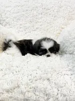 AKC Bella, a female Shih Tzu for sale in Greenville, SC – Photo 4 of 9