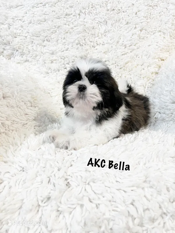 AKC Bella, a female Shih Tzu for sale in Greenville, SC – Photo 1 of 9