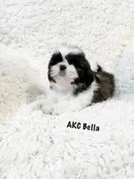 AKC Bella, a female Shih Tzu for sale in Greenville, SC – Photo 1 of 9