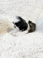 AKC Bella, a female Shih Tzu for sale in Greenville, SC – Photo 7 of 9