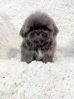 AKC Mason, a male Shih Tzu for sale in Greenville, SC – Photo 8 of 8