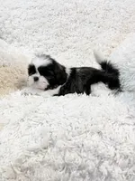 AKC Bella, a female Shih Tzu for sale in Greenville, SC – Photo 8 of 9