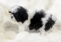 AKC tiny bean , a male Shih Tzu for sale in Greenville, SC – Photo 3 of 8