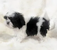 AKC tiny bean , a male Shih Tzu for sale in Greenville, SC – Photo 6 of 8