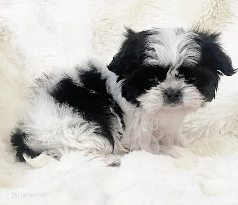 AKC tiny bean  – Shih Tzu puppy for sale in Greenville, SC