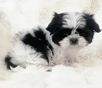 AKC tiny bean , a male Shih Tzu for sale in Greenville, SC – Photo 1 of 8