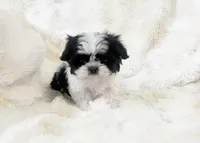 AKC tiny bean , a male Shih Tzu for sale in Greenville, SC – Photo 8 of 8