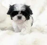 AKC tiny bean , a male Shih Tzu for sale in Greenville, SC – Photo 5 of 8