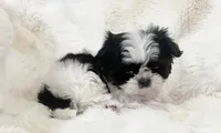 AKC tiny bean , a male Shih Tzu for sale in Greenville, SC – Photo 2 of 8